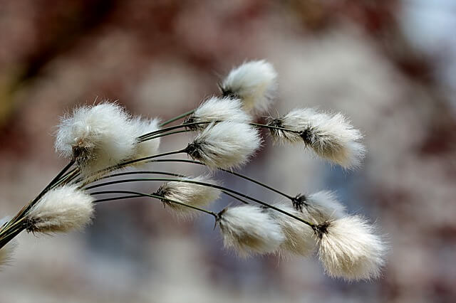 organic-cotton organic cotton